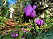 37 Lasciata la 'Grotta dei ladri' riprendiamo la salita della bella Valle di Carubbo con Cyclamen (Ciclamini)